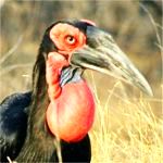 Ground Hornbill  150x150